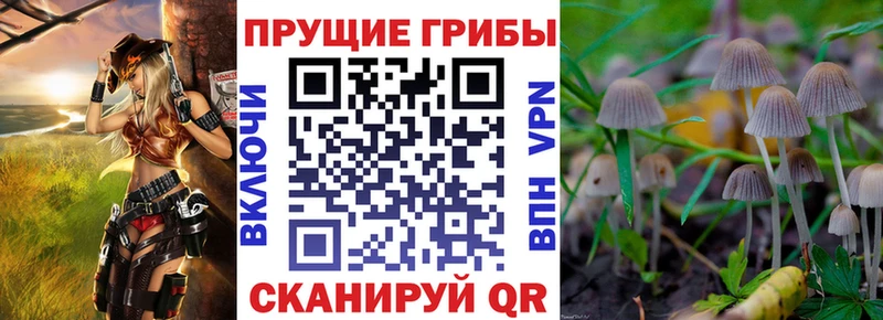 OMG маркетплейс  дарнет шоп  Магадан  Галлюциногенные грибы Cubensis 